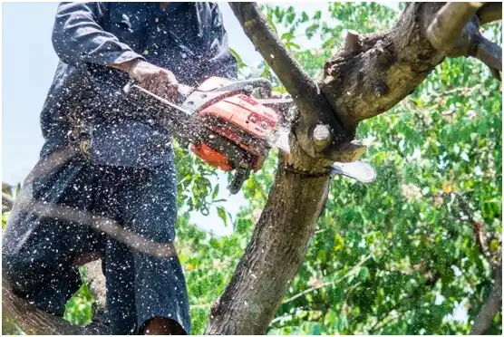 tree services Viola